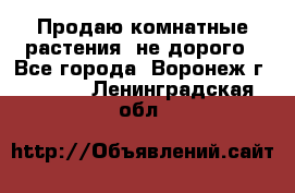 Продаю комнатные растения  не дорого - Все города, Воронеж г.  »    . Ленинградская обл.